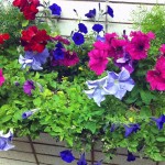Flowers look good - even during the hottest July on record!